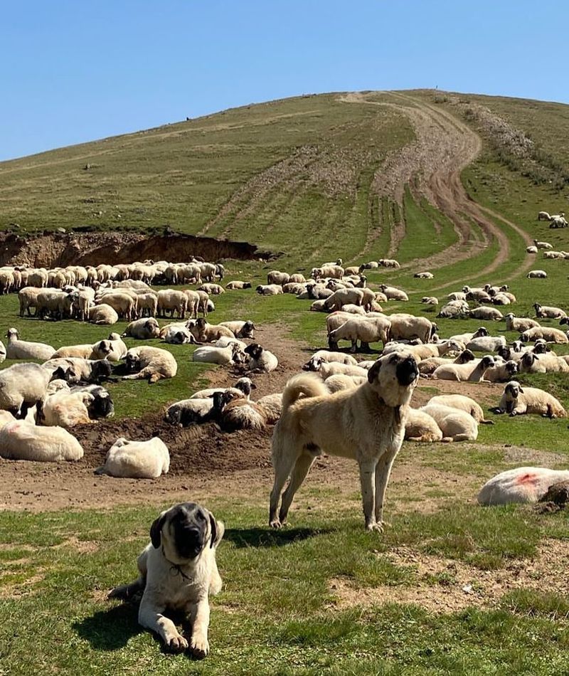 Kangal