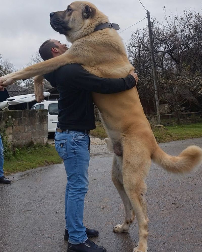 Kangal Shepherd Dog