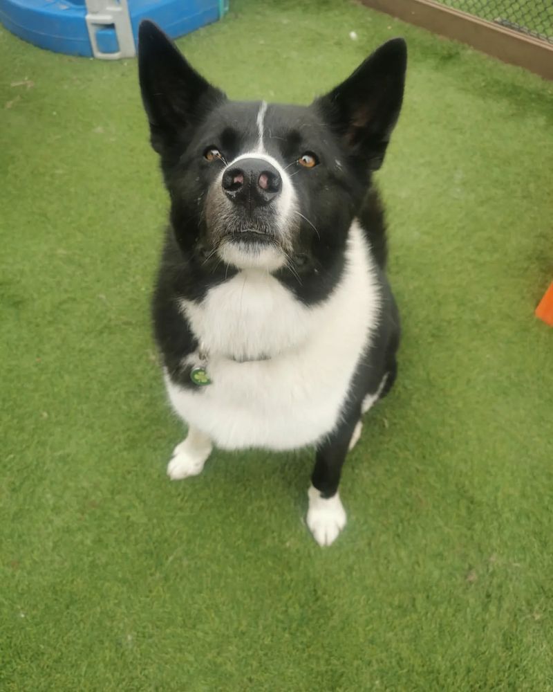 Karelian Bear Dog