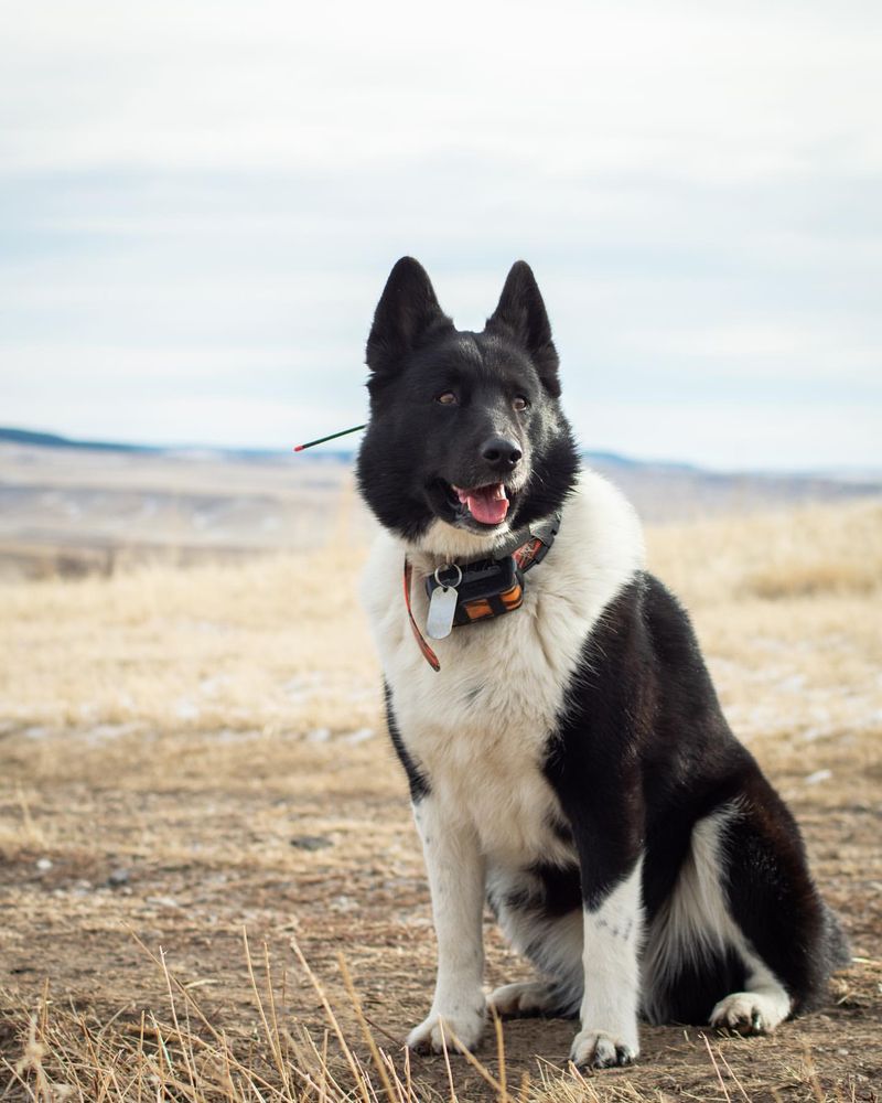 Karelian Bear Dog