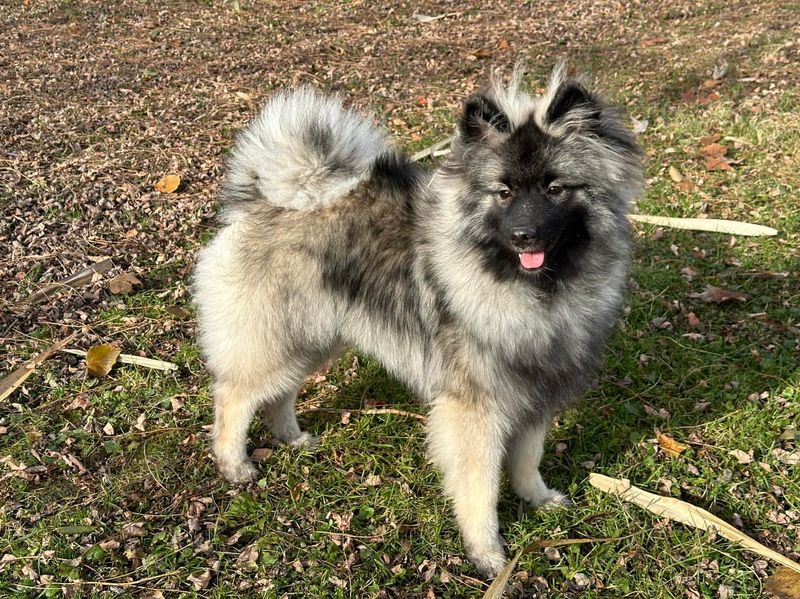 Keeshond