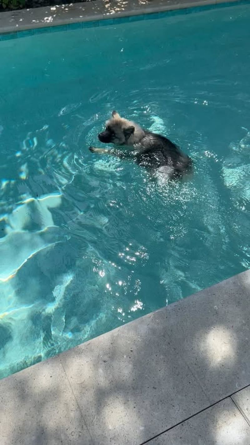 Keeshond