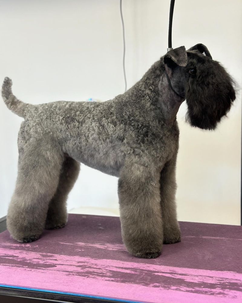 Kerry Blue Terrier