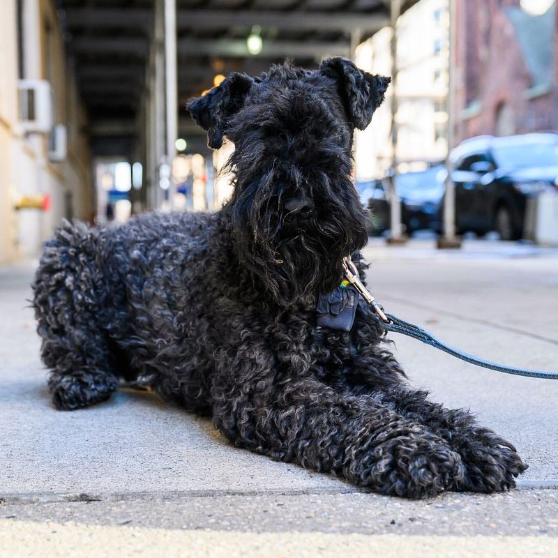 Kerry Blue Terrier