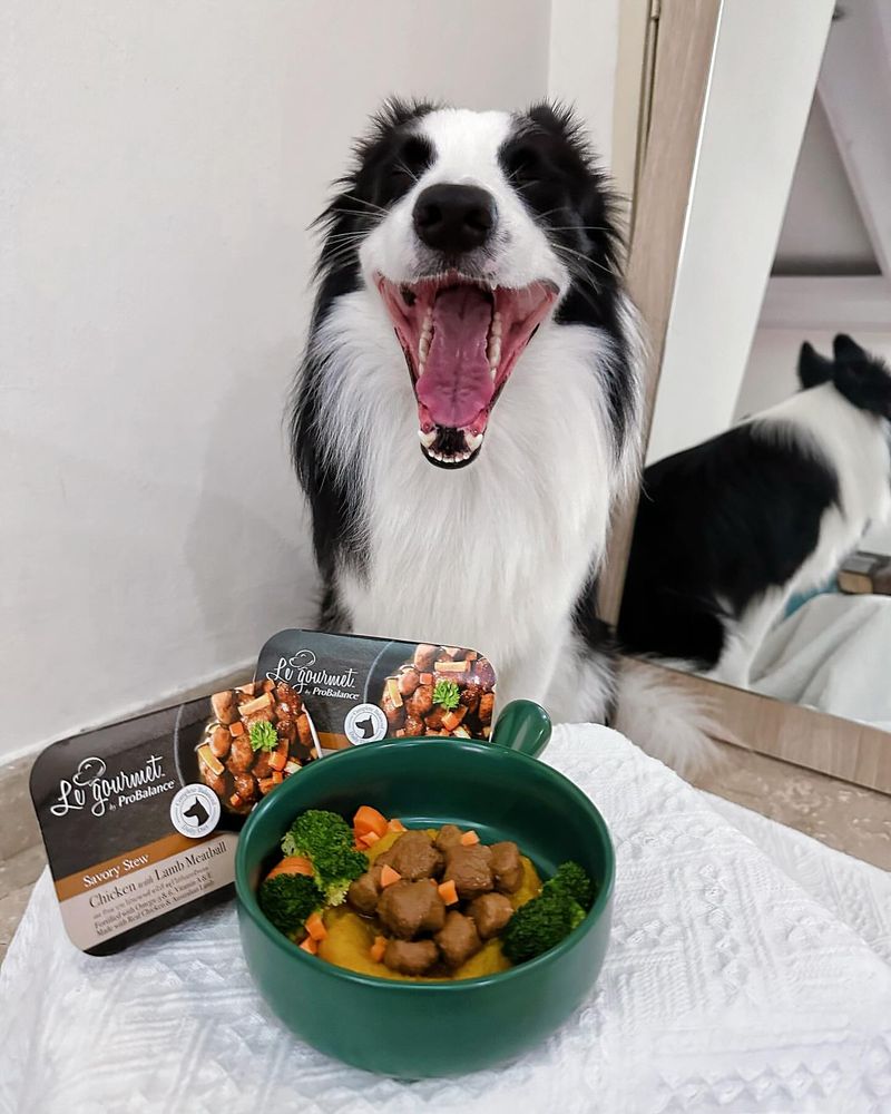 Kibble King's Gourmet Stew