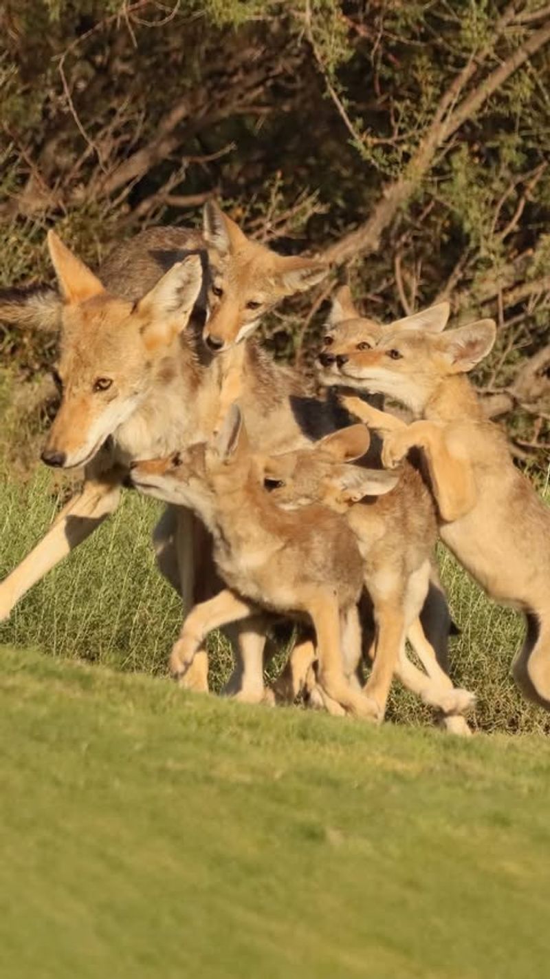 Know How to Scare Coyotes Away