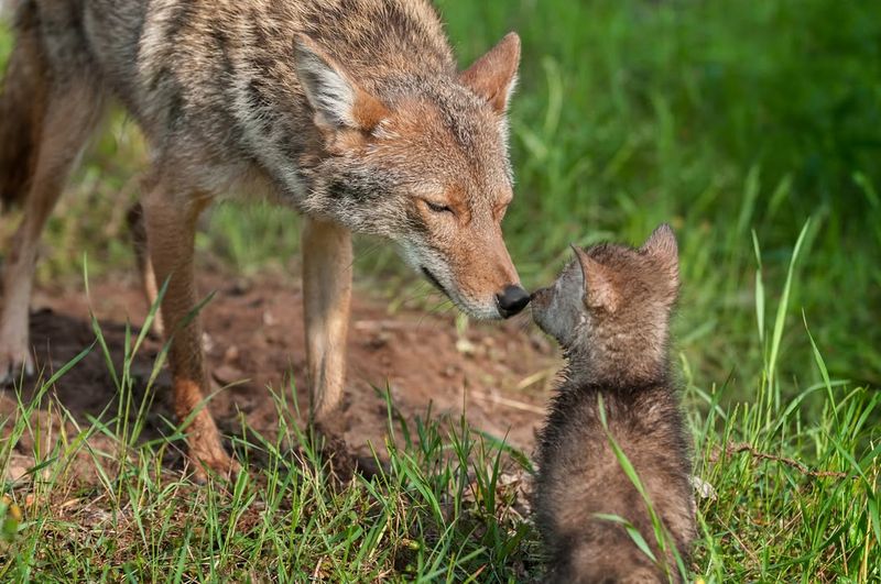 Know Local Wildlife Regulations