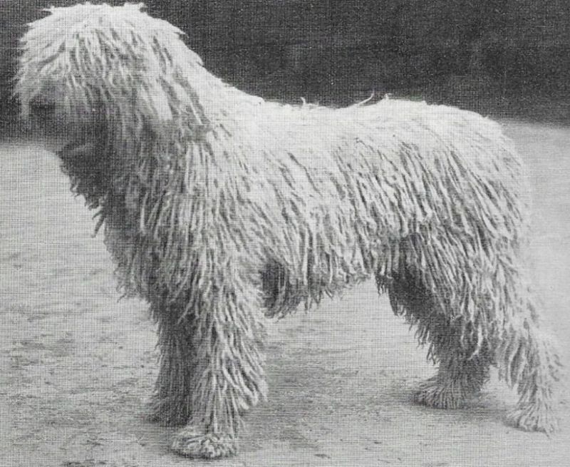 Komondor