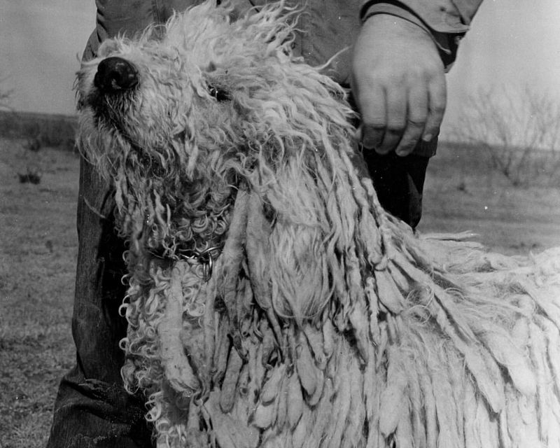 Komondor