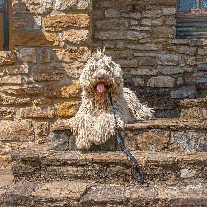 Komondor