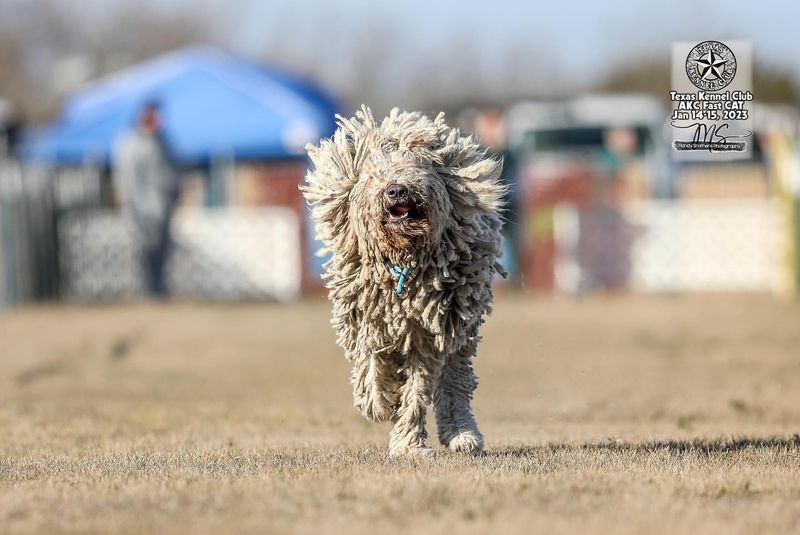 Komondor