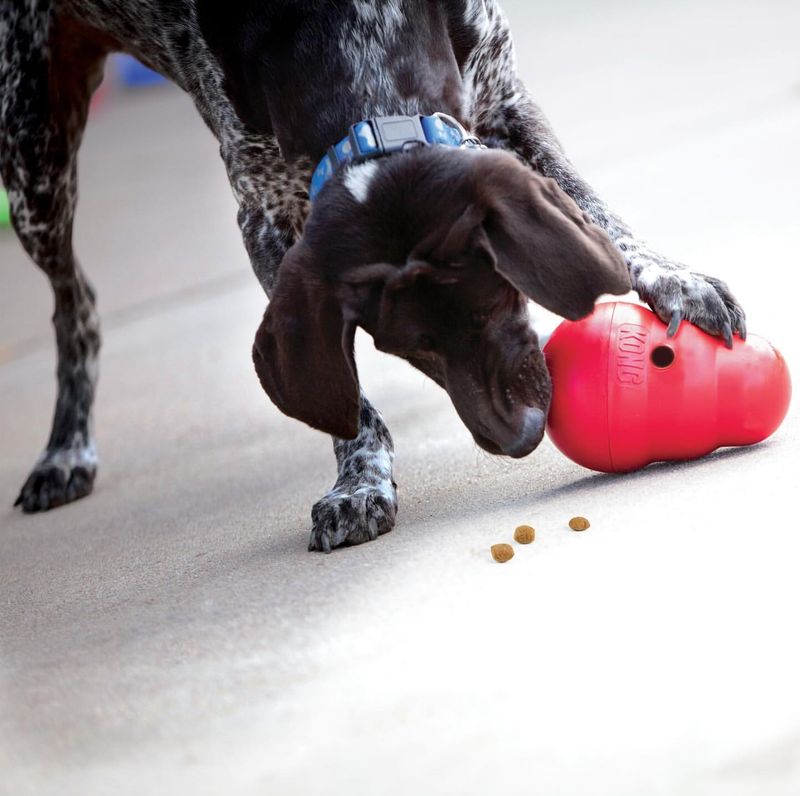 Kong Treat Challenge