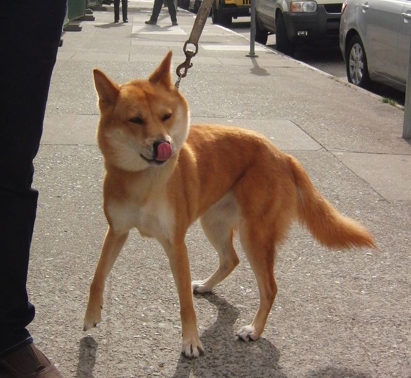 Korean Jindo