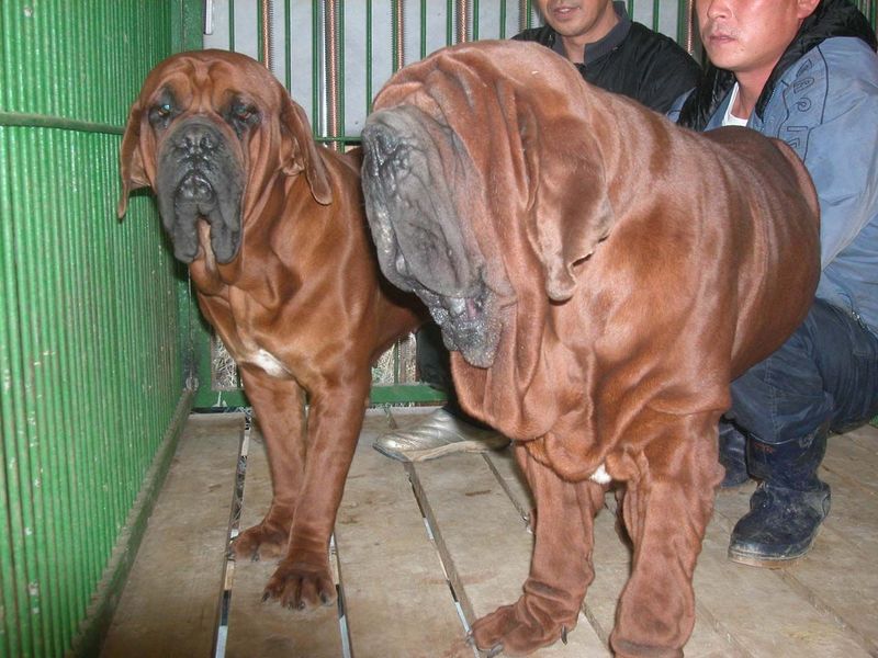 Korean Mastiff (Dosa Mastiff)