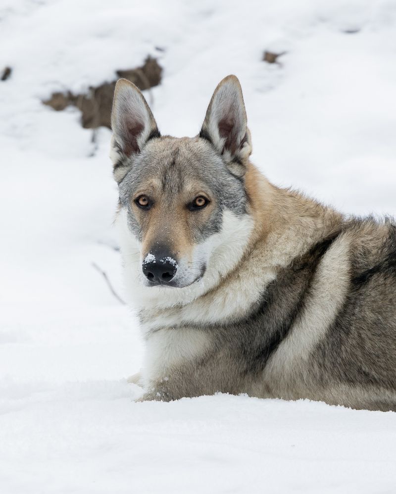 Kunming Wolfdog