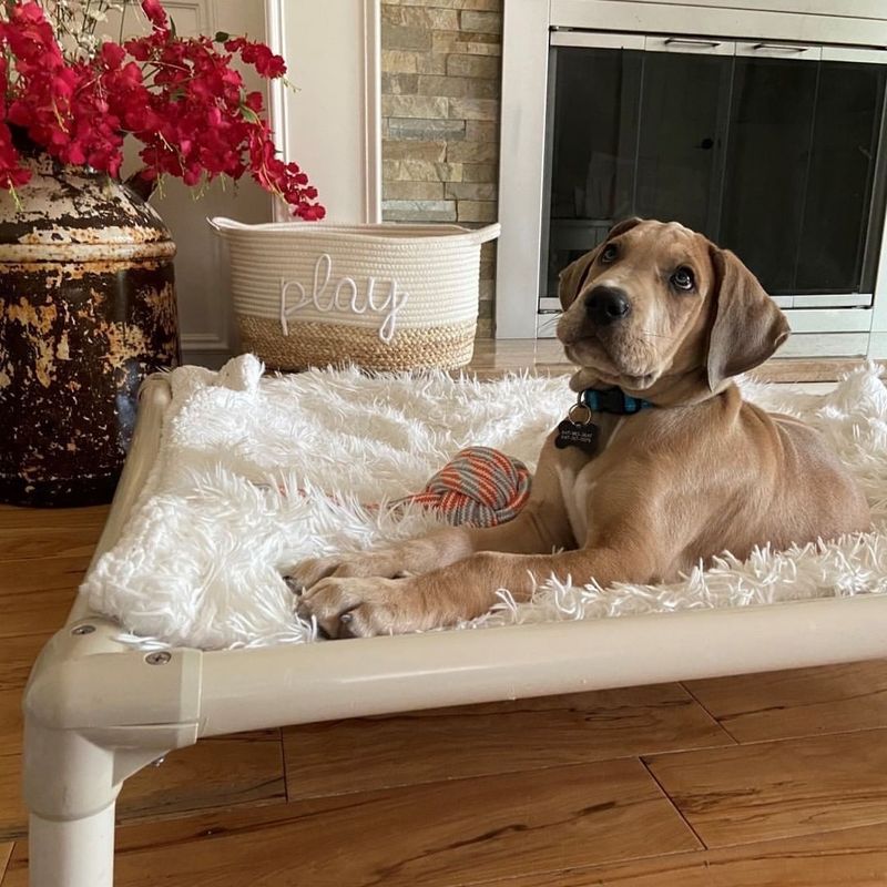 Kuranda Elevated Dog Bed