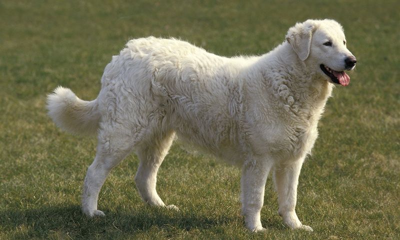 Kuvasz