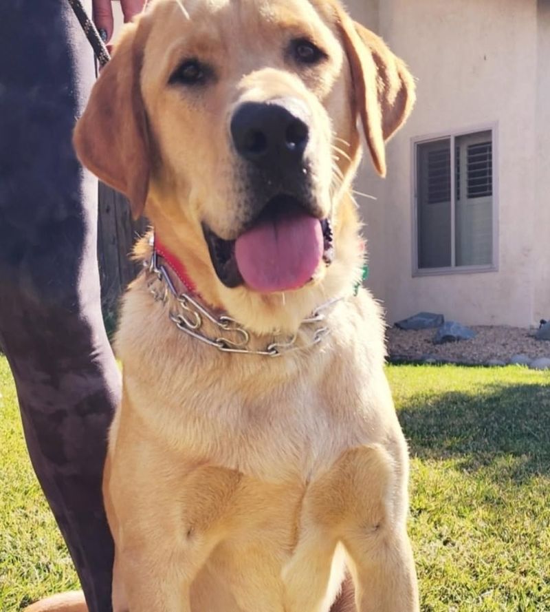 Labrador Retriever