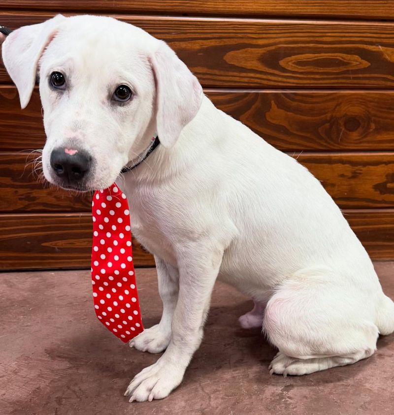 Labrador Retriever