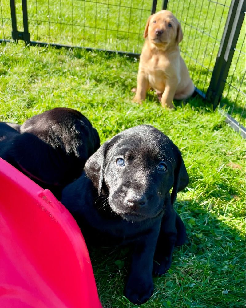 Labrador Retriever