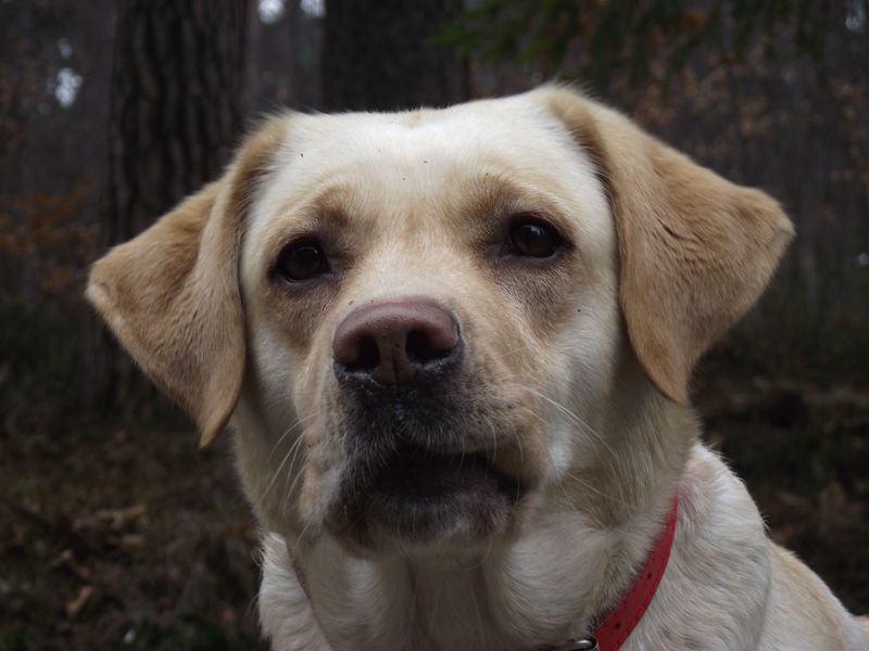 Labrador Retriever