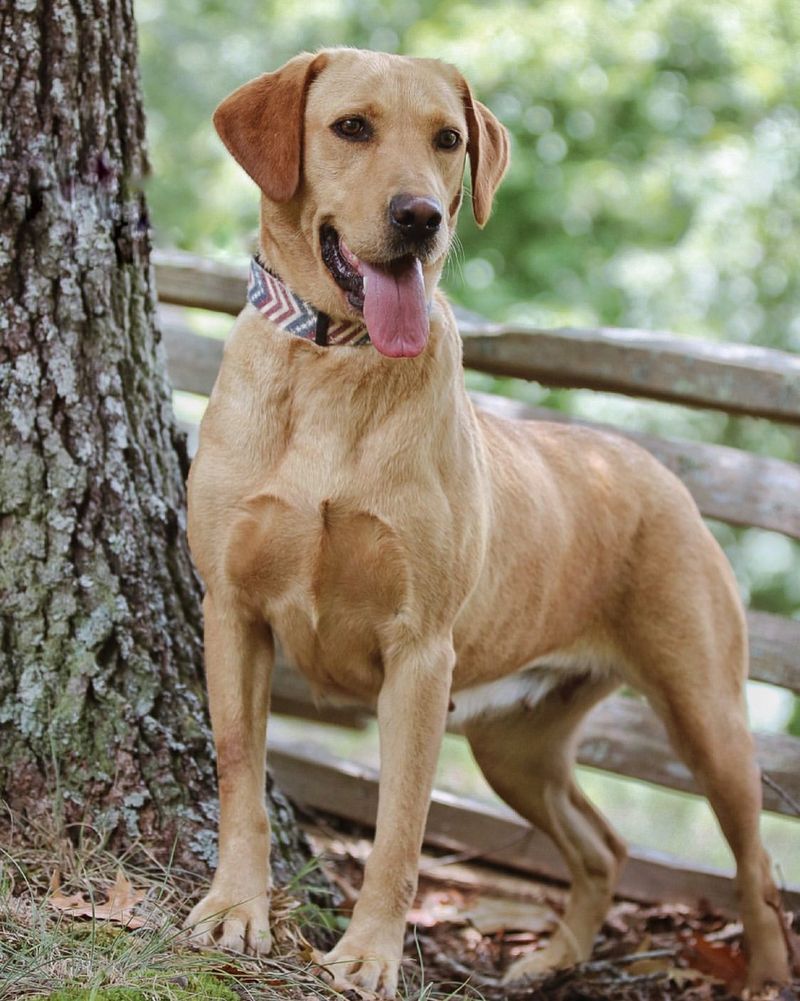 Labrador Retriever