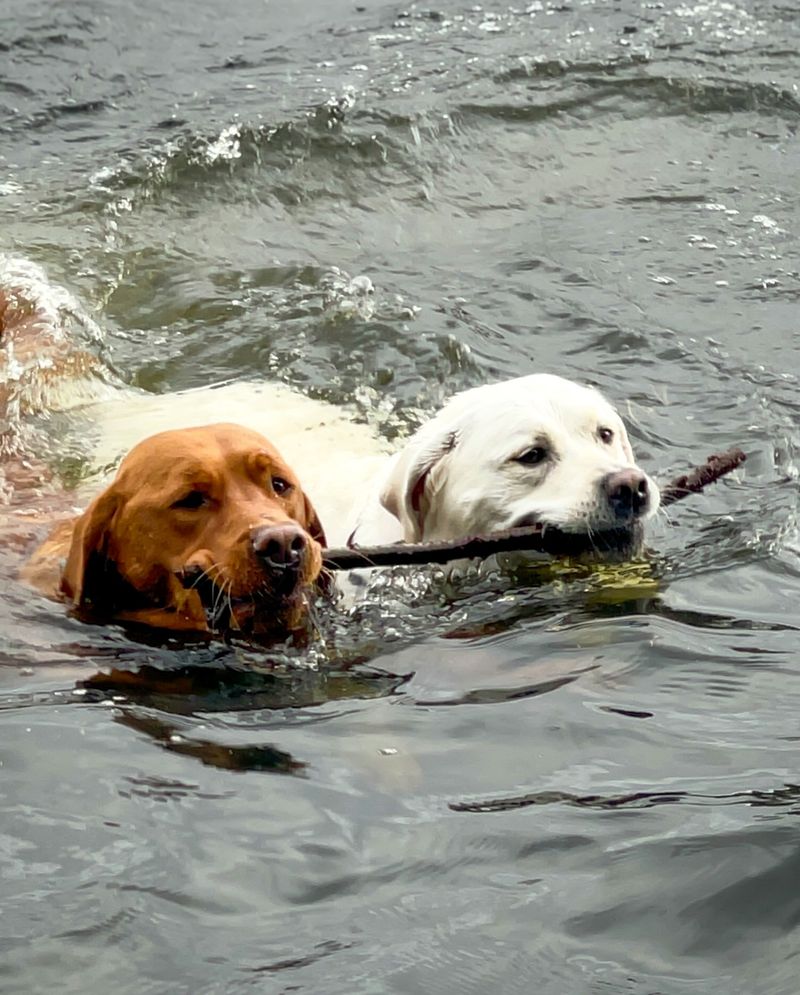 Labrador Retriever