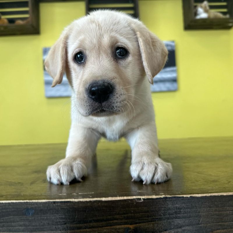 Labrador Retriever