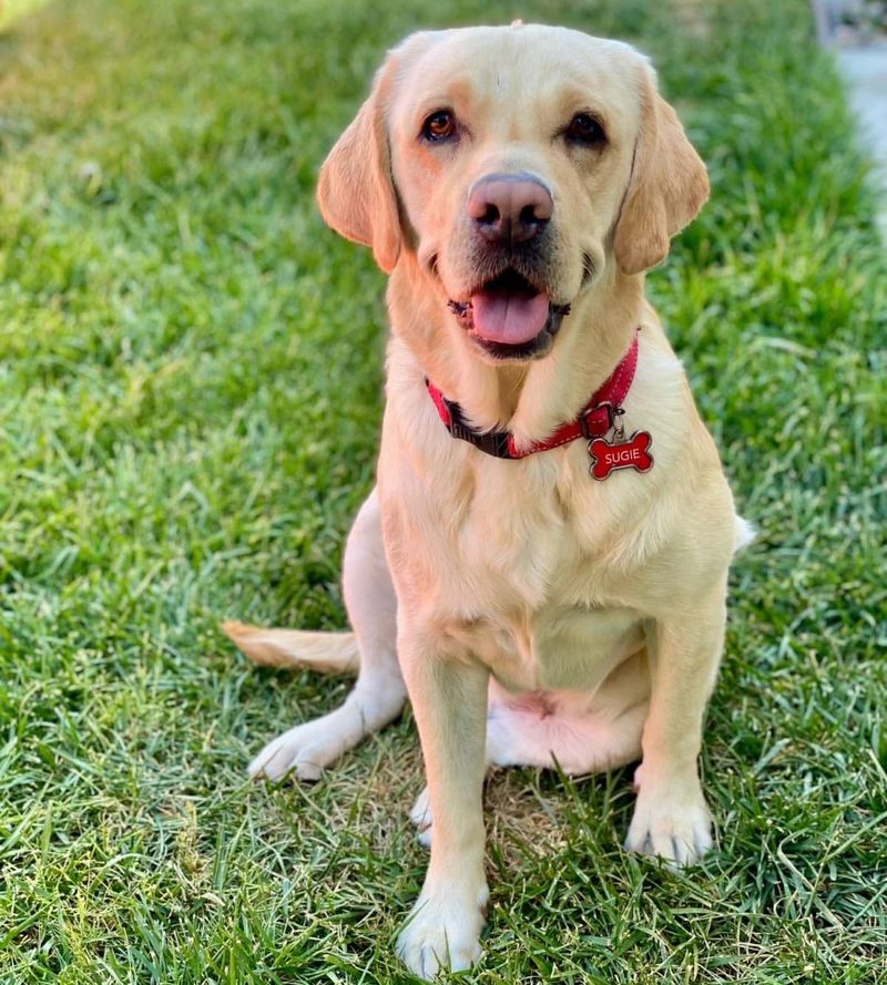 Labrador Retriever