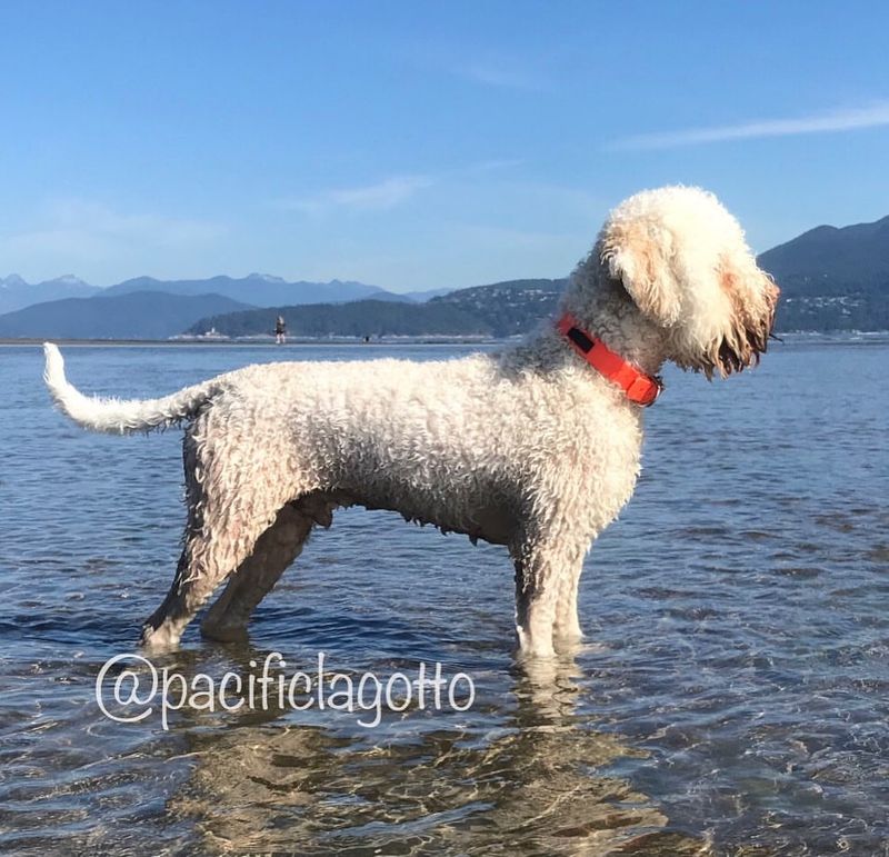 Lagotto Romagnolo