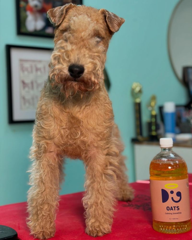 Lakeland Terrier