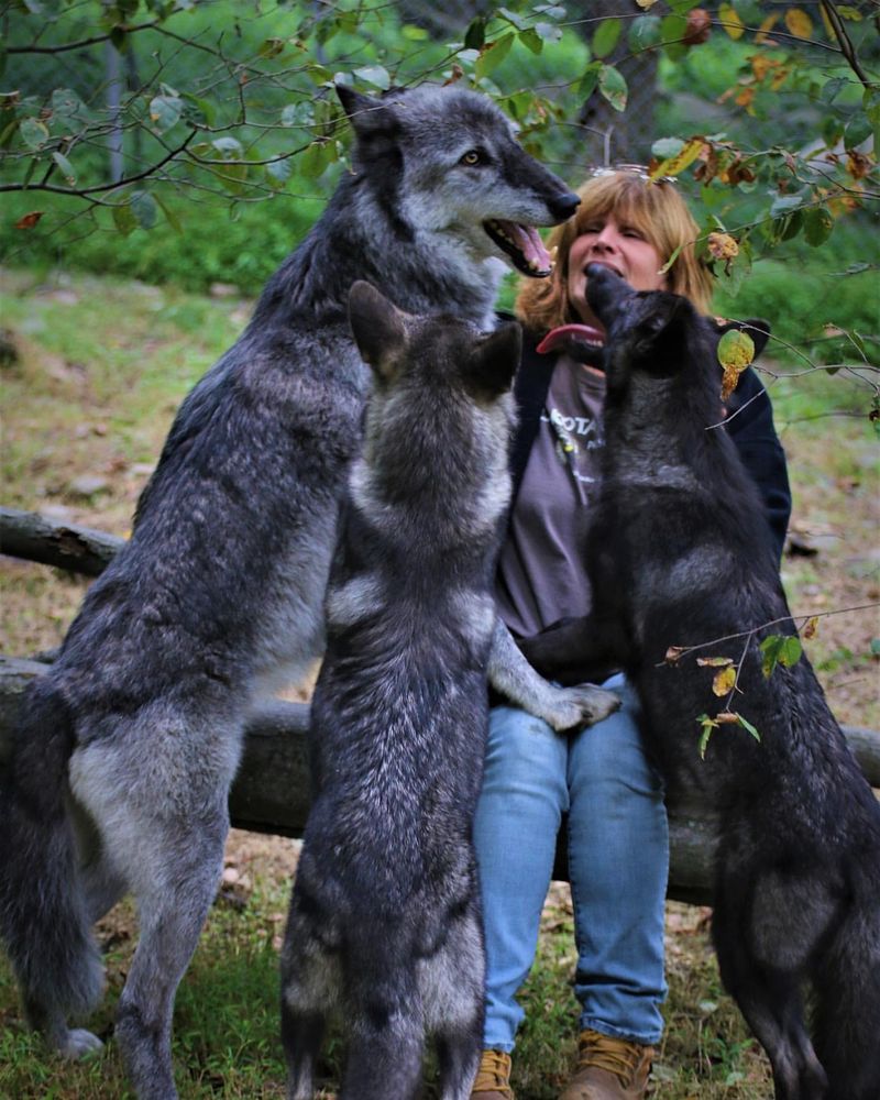 Lakota Wolf Preserve, New Jersey