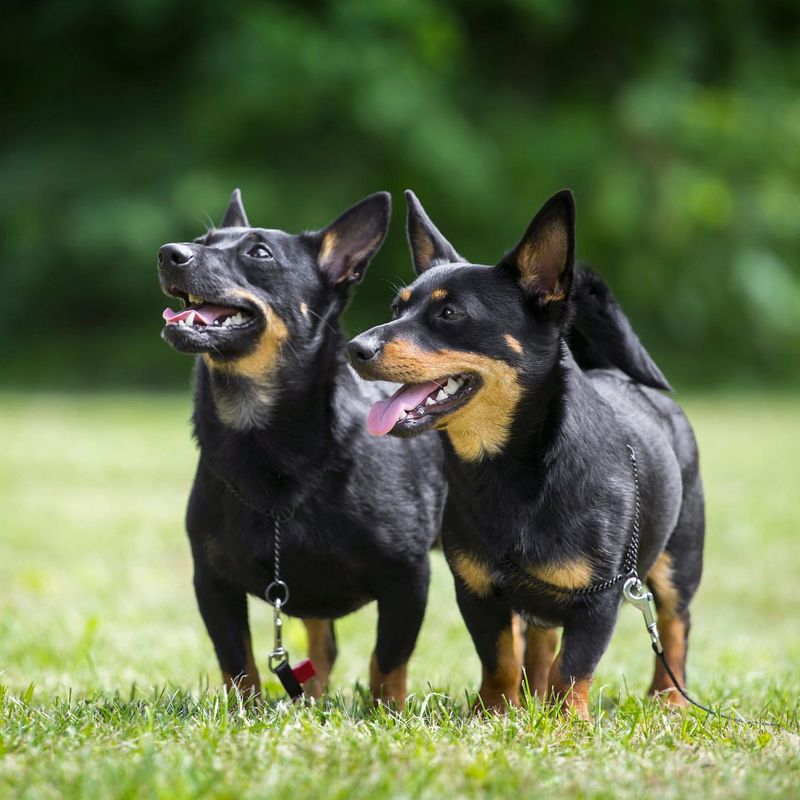 Lancashire Heeler