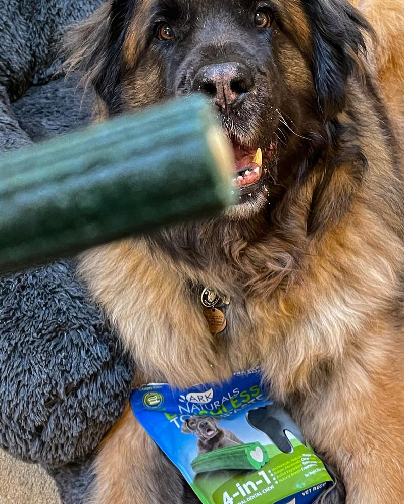 Leonberger