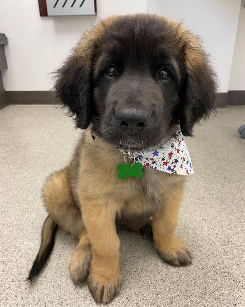 Leonberger