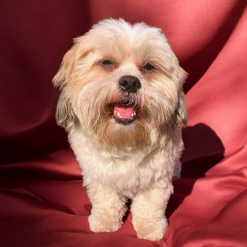 Lhasa Apso