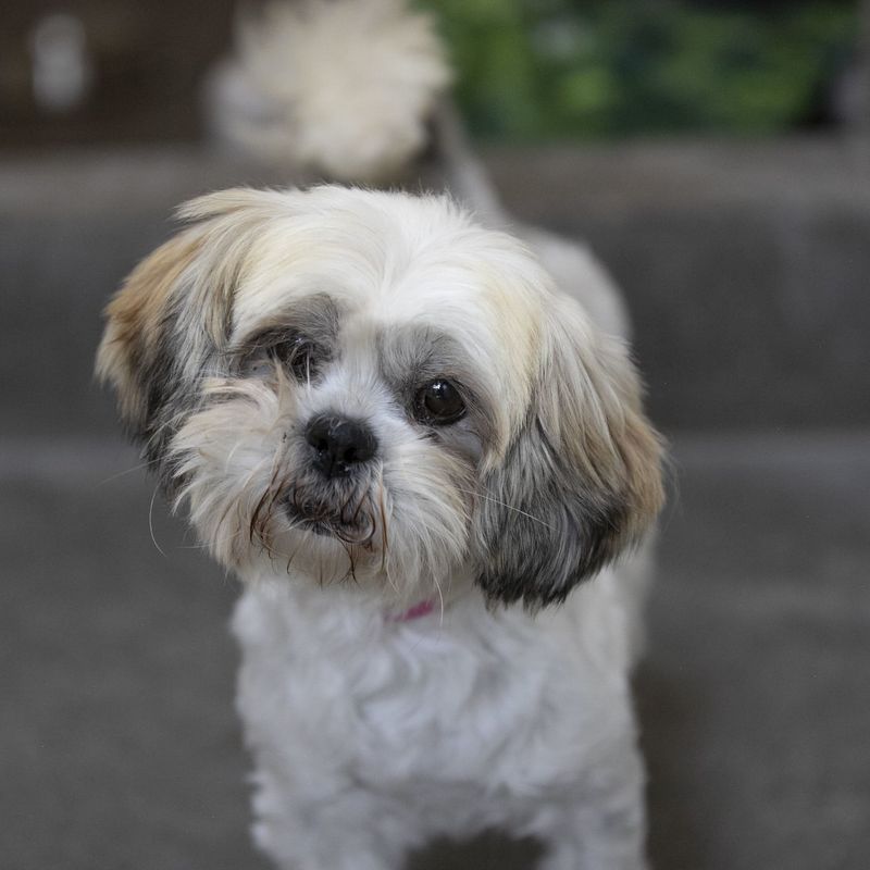 Lhasa Apso