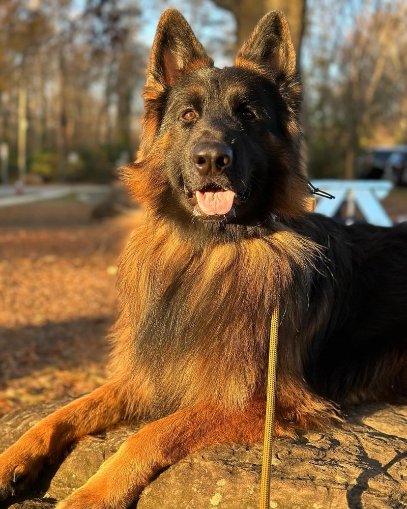 Long-Haired German Shepherd