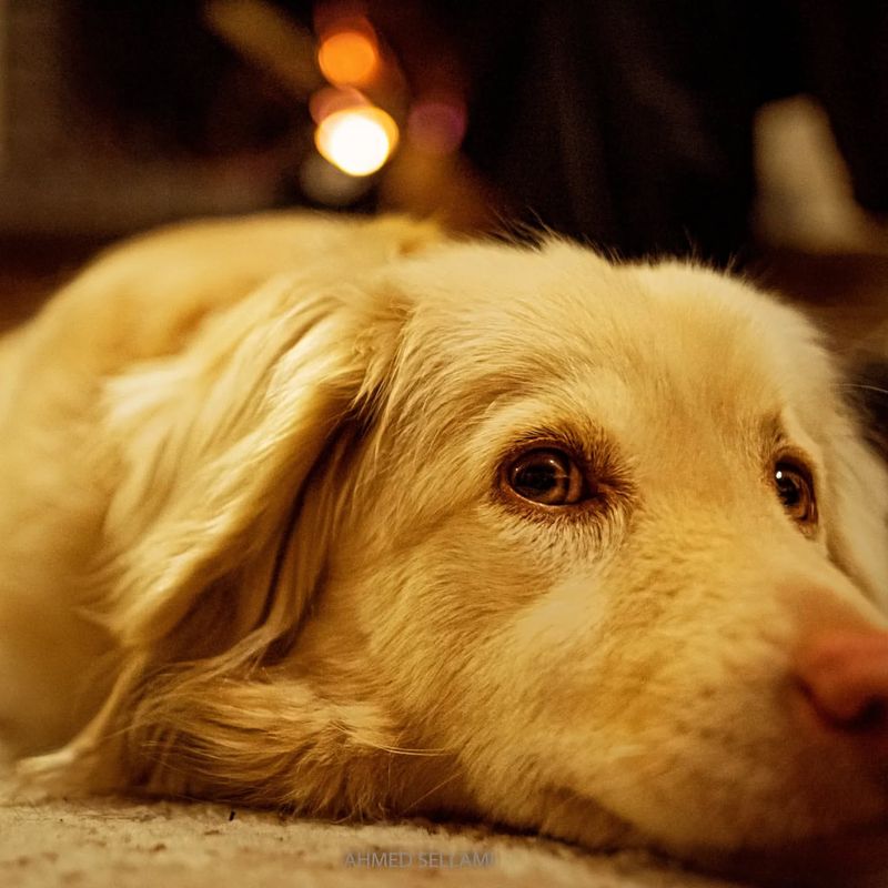 Loyal Companions