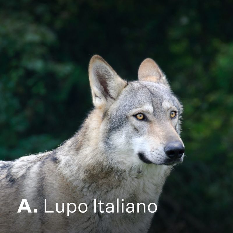 Lupo Italiano