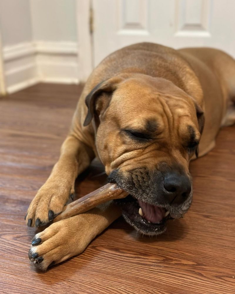 Majorca Mastiff (Ca de Bou)