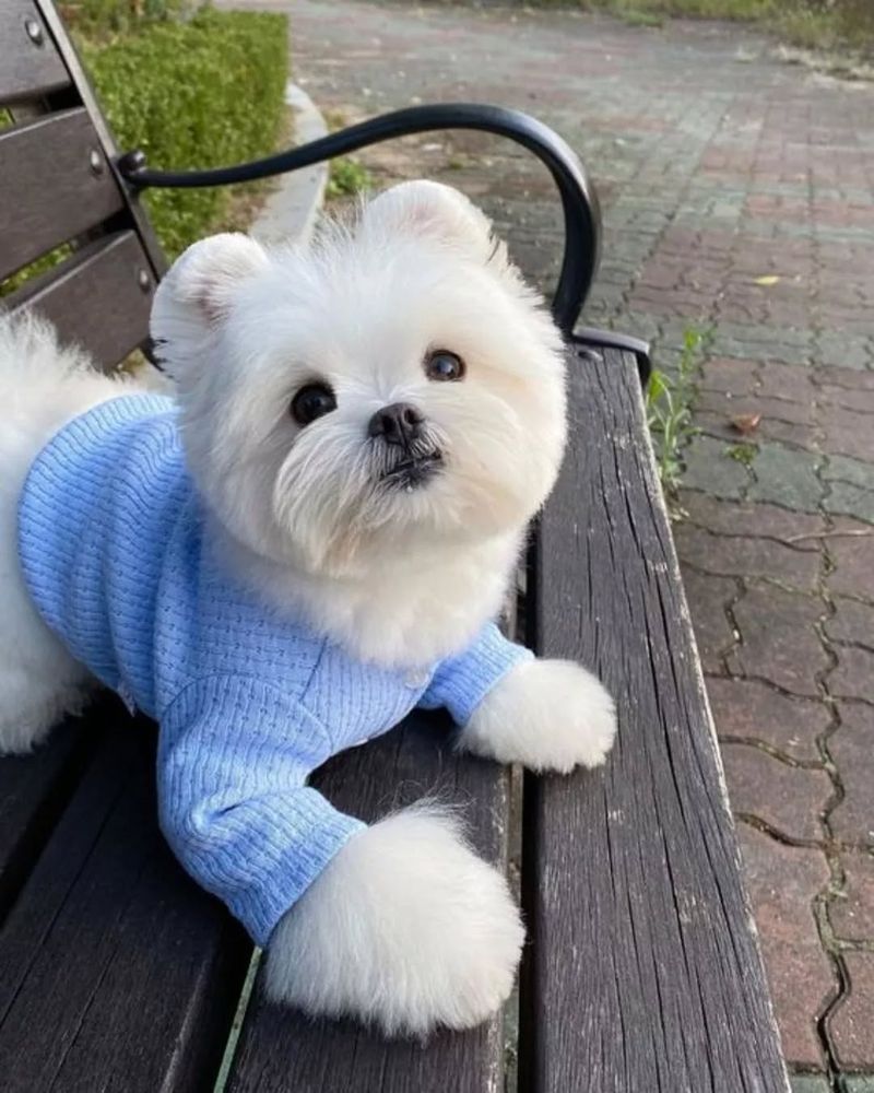 Maltese