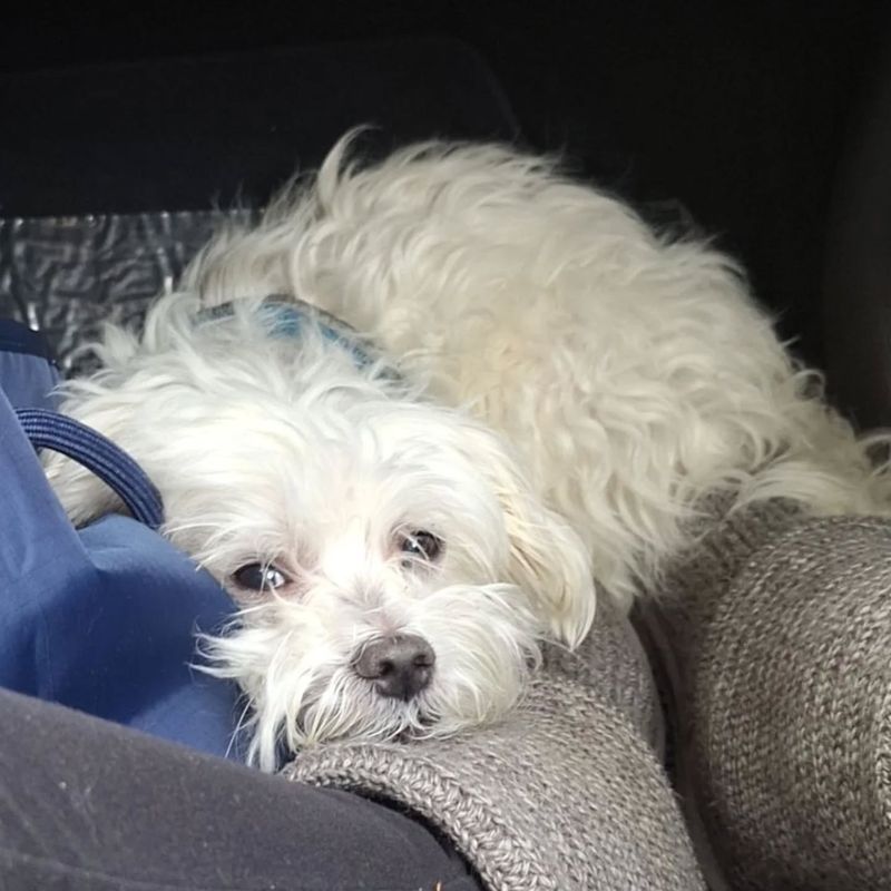 Maltese