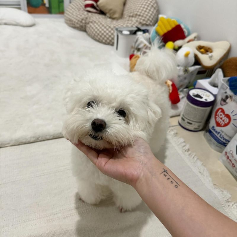 Maltese
