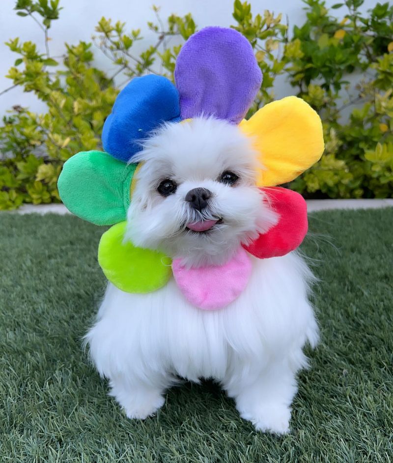 Maltese