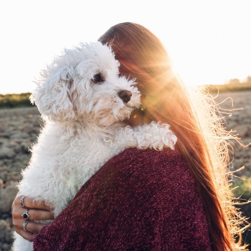 Maltese