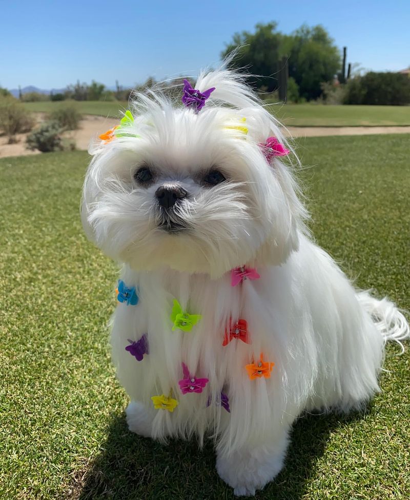 Maltese