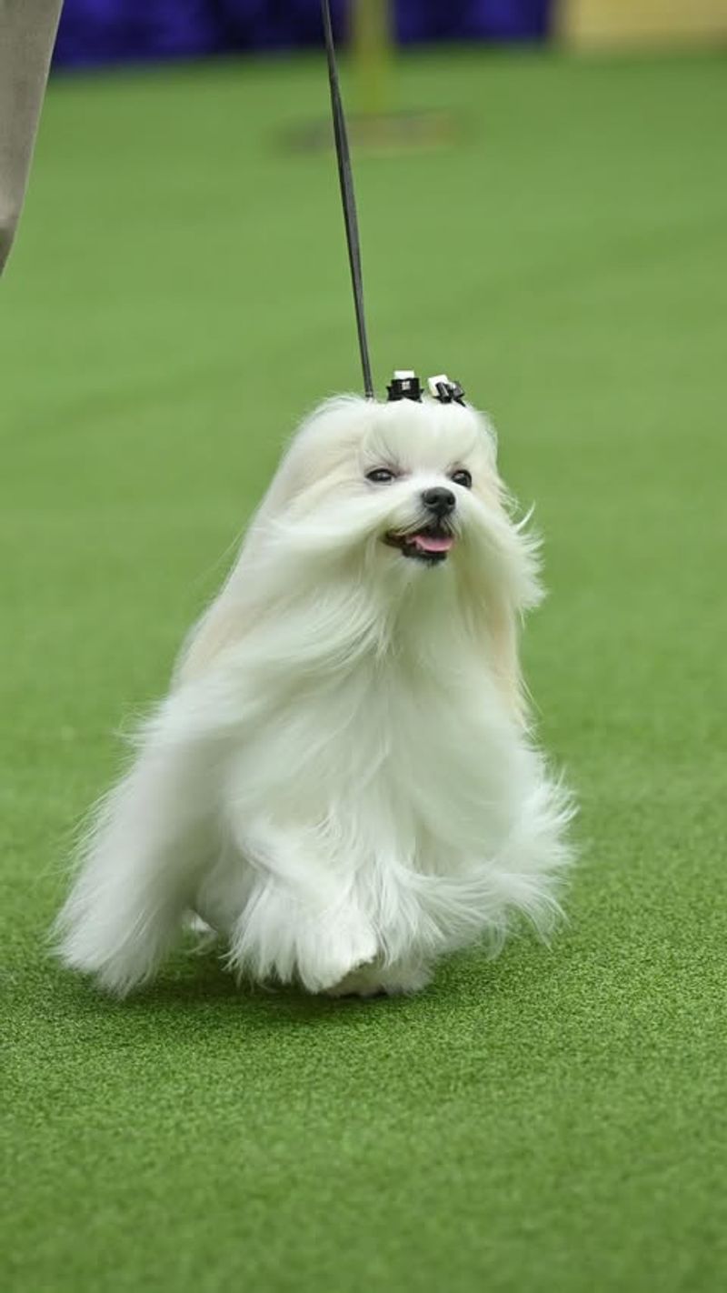 Maltese