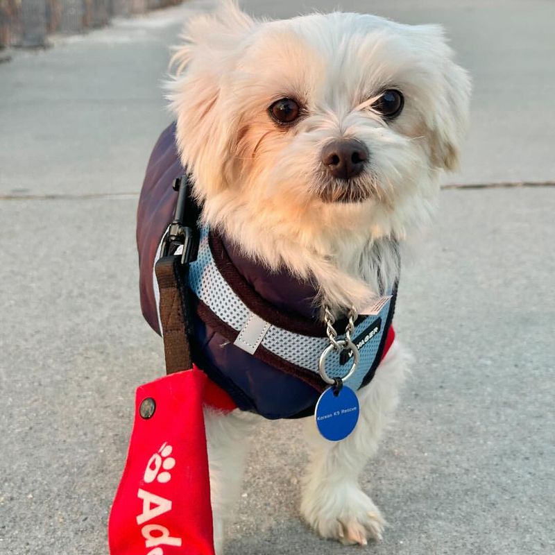 Maltese