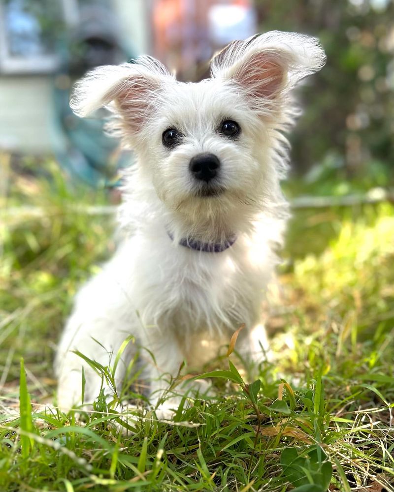 Maltese